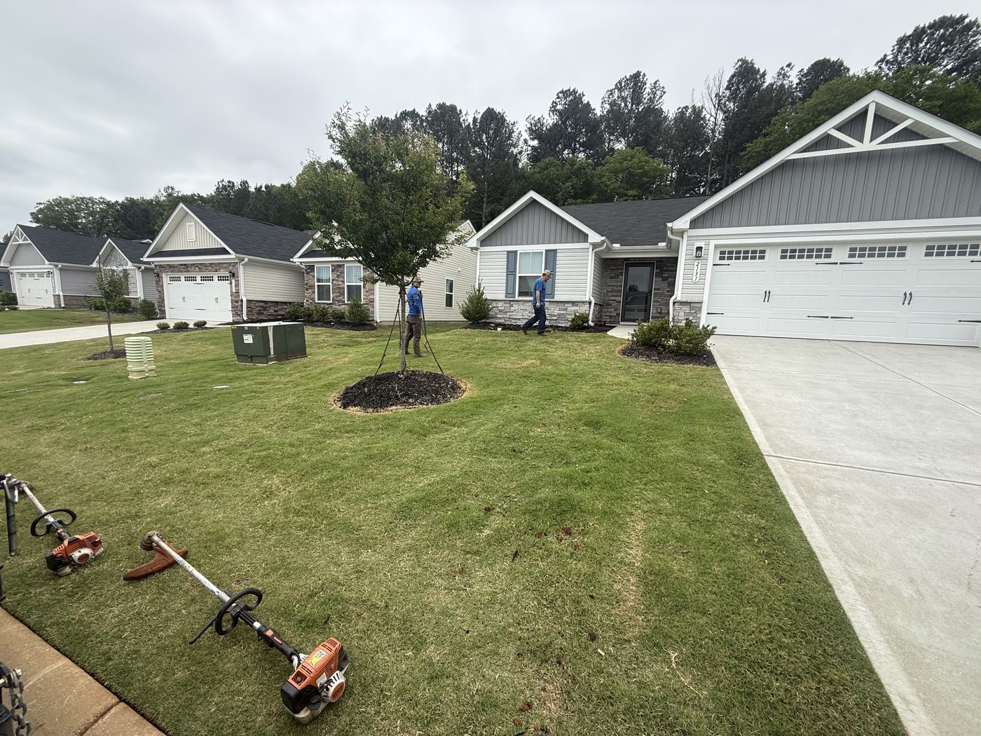 During new construction landscaping — planting Eastern Redbud and custom flower garden