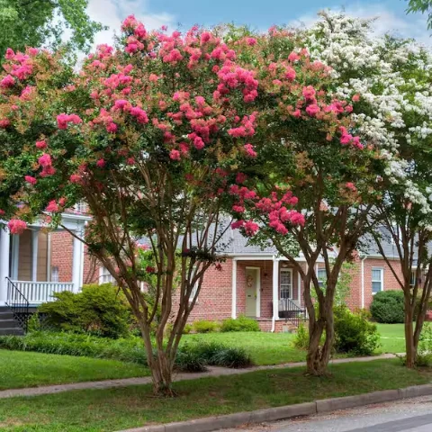 Crape Myrtle
