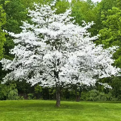 Flowering Dogwood