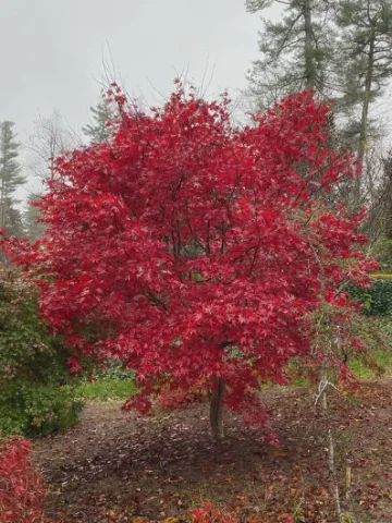 Japanese Maple