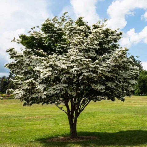 Kousa Dogwood