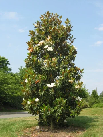 Little Gem Magnolia