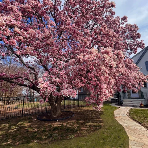 Saucer Magnolia