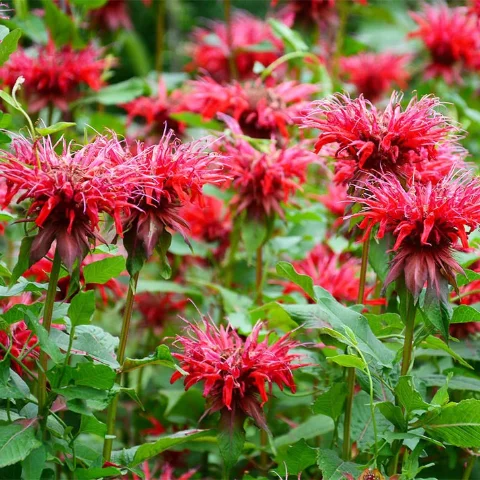 Bee Balm