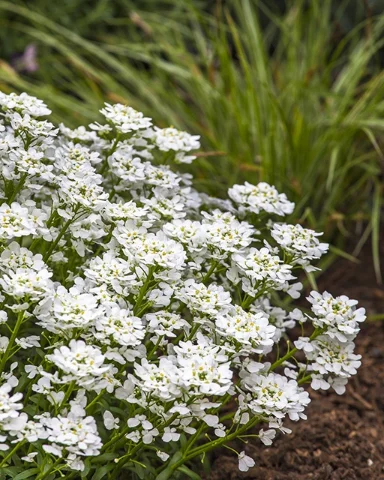 Candytuft