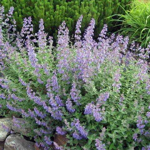 Catmint