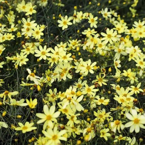 Threadleaf Coreopsis
