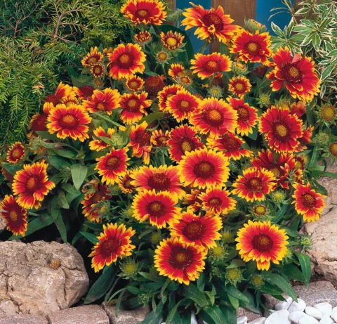 Blanket Flower