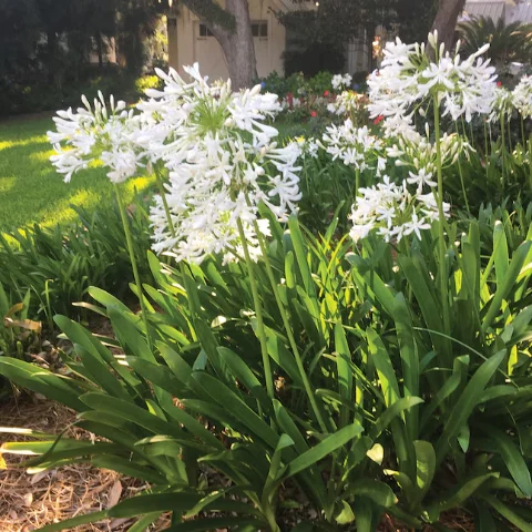 Gaura