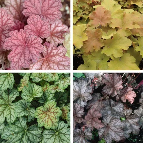 Coral Bells