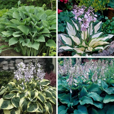 Hosta