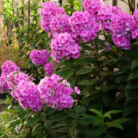 Garden Phlox
