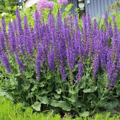 Meadow Sage