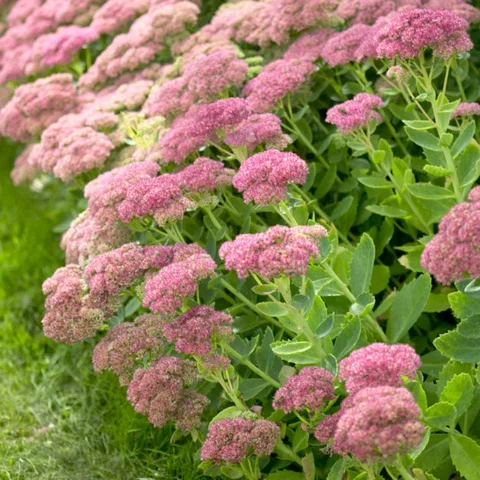 Stonecrop