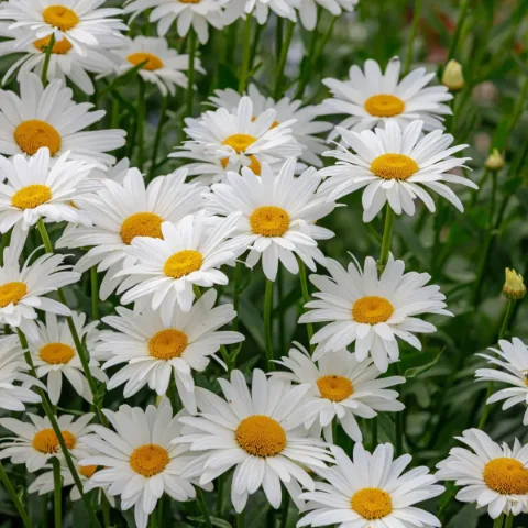 Shasta Daisy