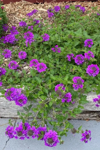 Homestead Verbena