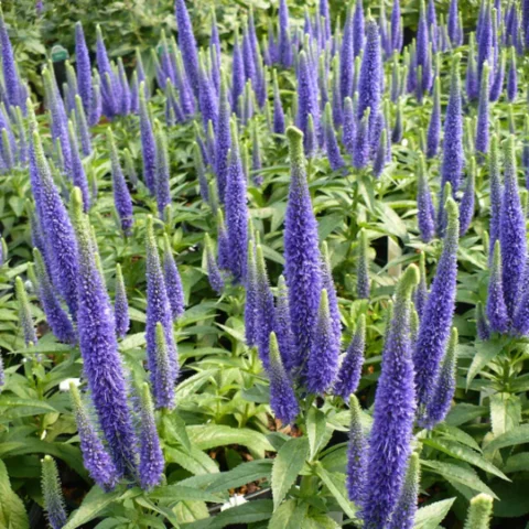 Spike Speedwell