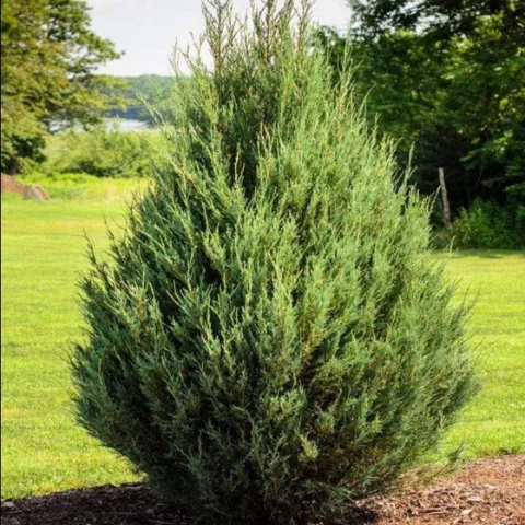 Eastern Red Cedar