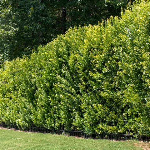 Wax Myrtle