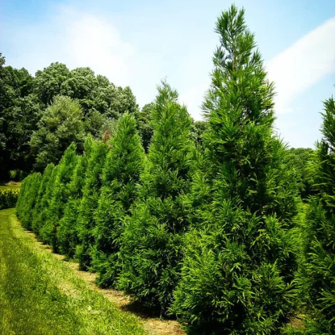 Yoshino Cryptomeria