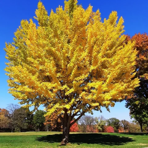 Ginkgo