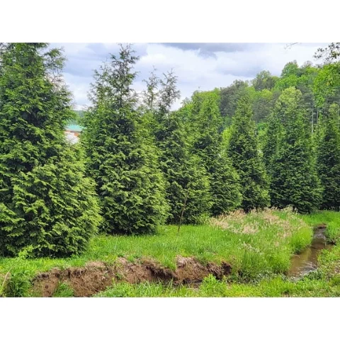 Green Giant Arborvitae