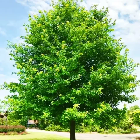 Nuttall Oak