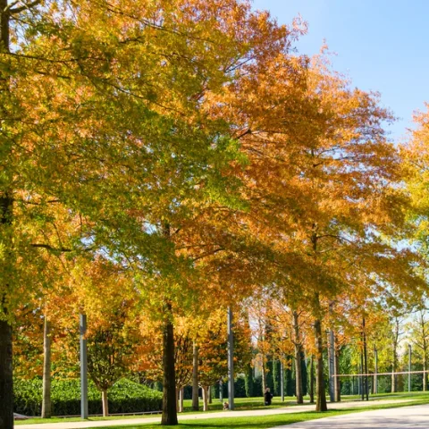 Willow Oak