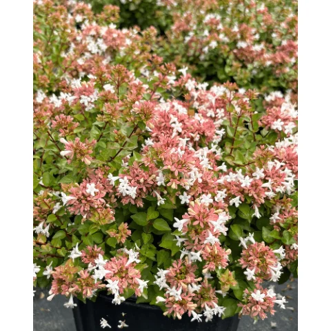 Rose Creek Abelia