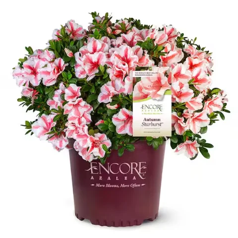Encore Azalea (dwarf)