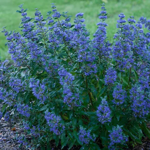 Bluebeard