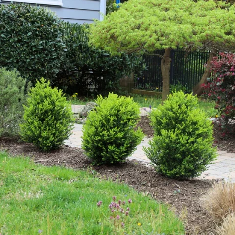 Baby Gem Boxwood
