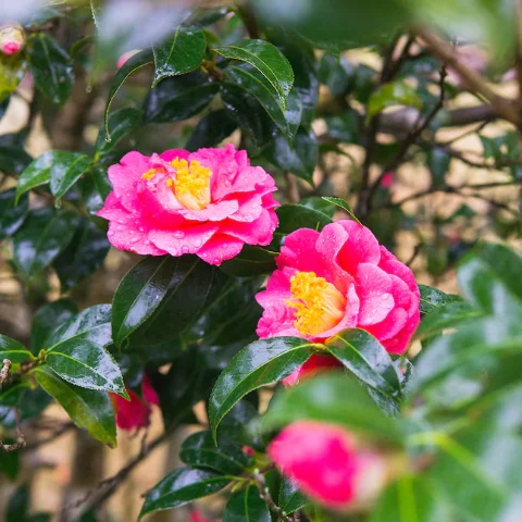 Shishi Gashira Camellia