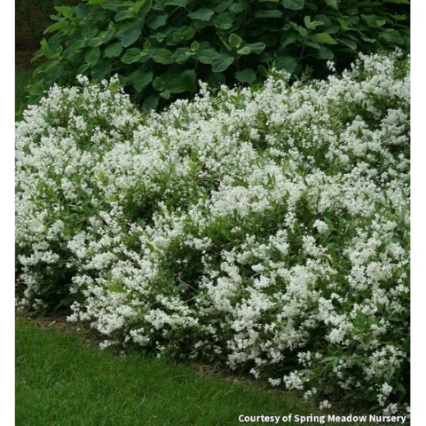 Nikko Deutzia