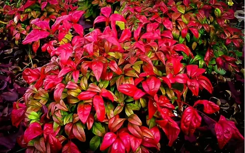 Firepower Nandina