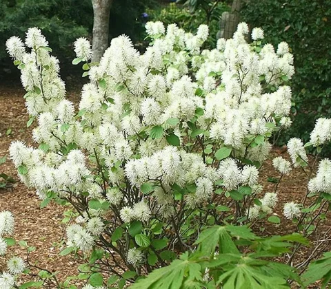 Dwarf Fothergilla