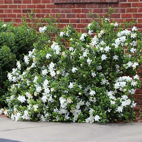 Frostproof Gardenia