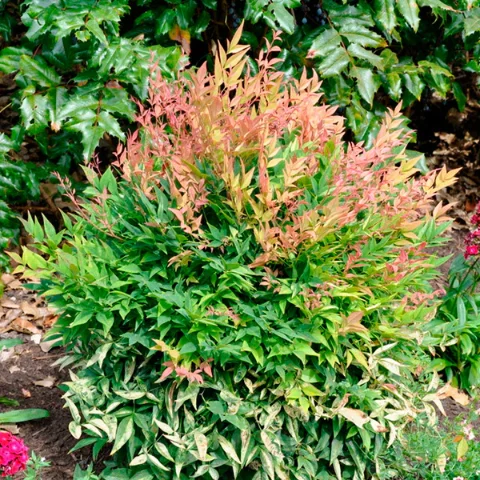 Gulf Stream Nandina