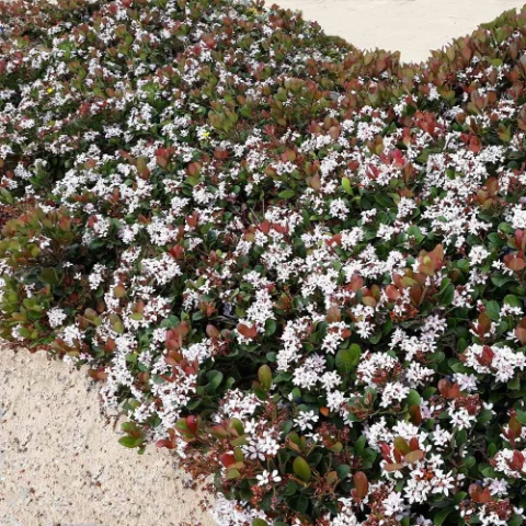 Indian Hawthorn