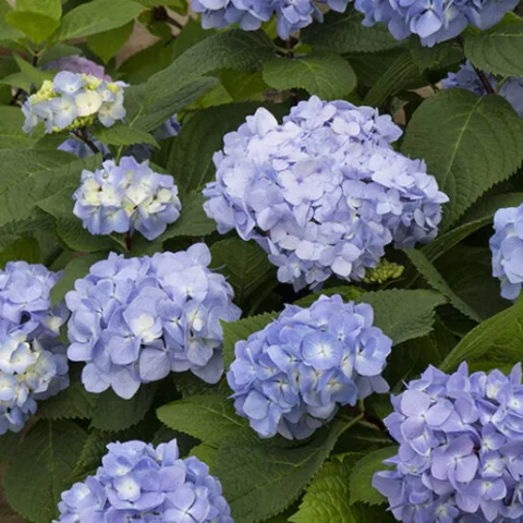 Dwarf Bigleaf Hydrangea