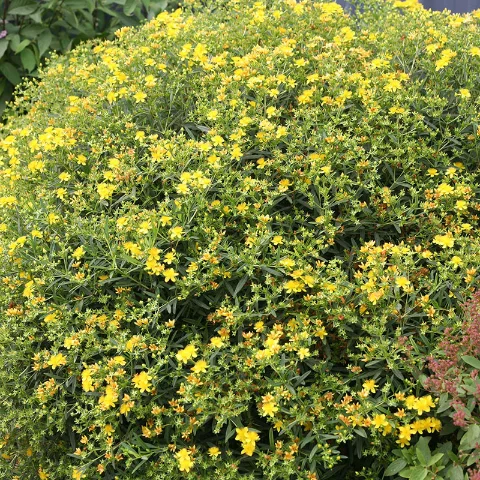St. John's Wort