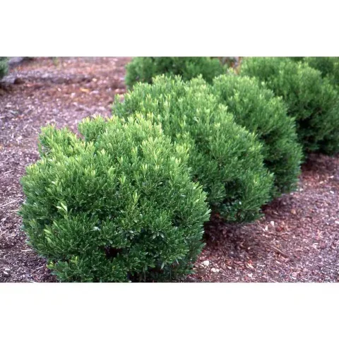 Shamrock Inkberry Holly