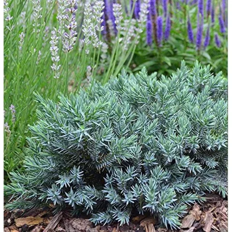 Blue Star Juniper