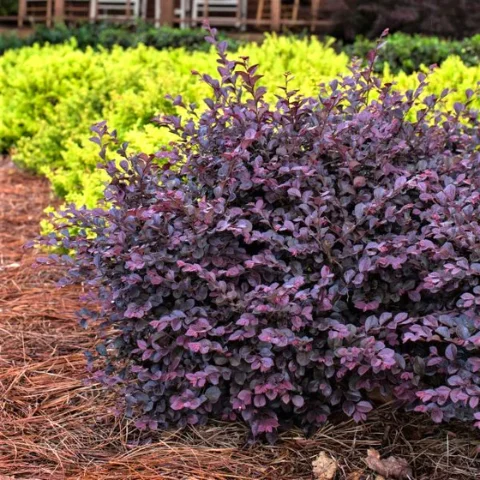 Purple Pixie Loropetalum