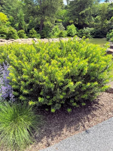 Duke Gardens Plum Yew