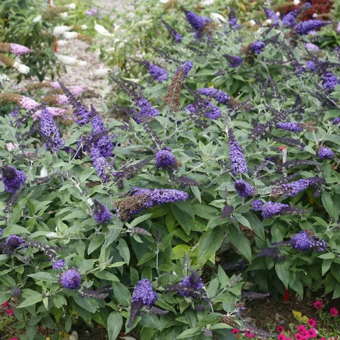 Pugster Blue Butterfly Bush